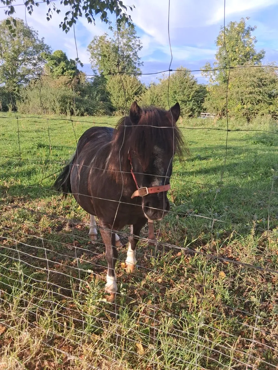Shetland Pony filly - Image 2