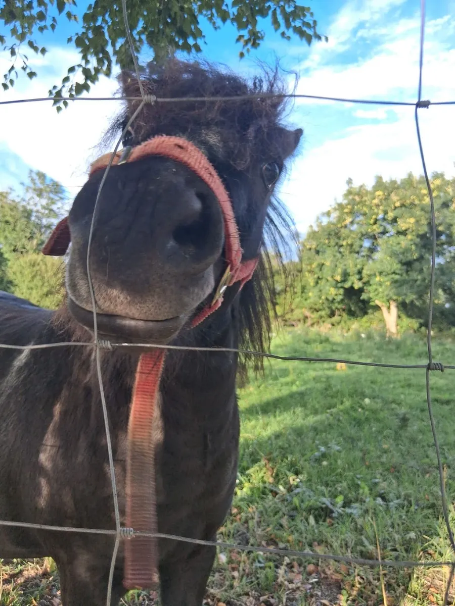 Shetland Pony filly - Image 3
