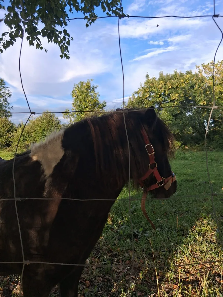 Shetland Pony filly - Image 4