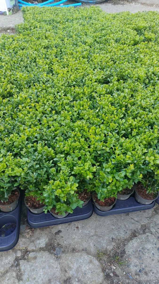 Box Hedging - Image 1