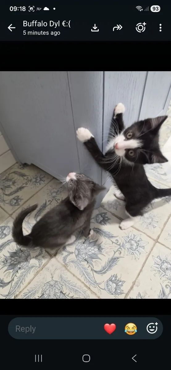 Kittens - Image 1