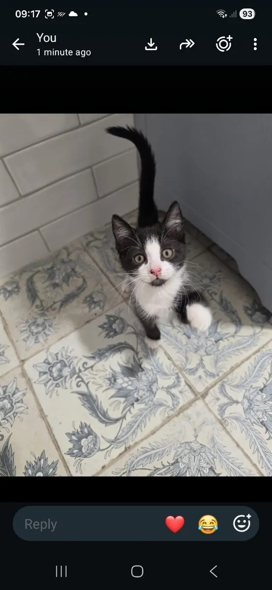 Kittens - Image 2