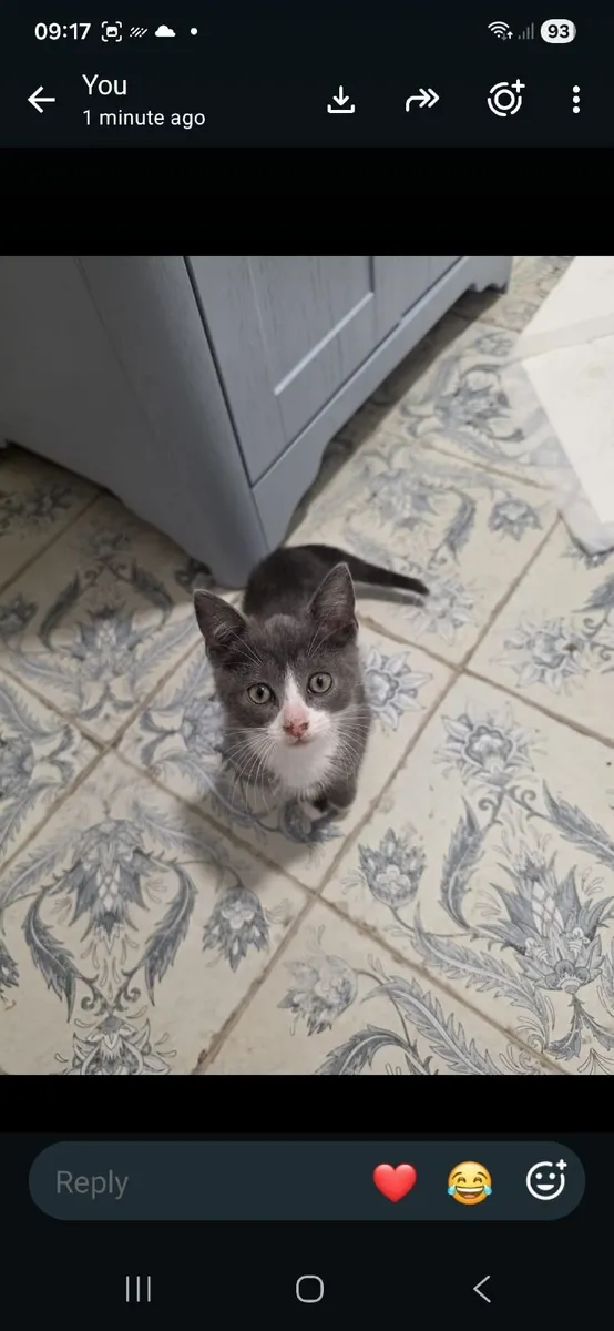 Kittens - Image 3
