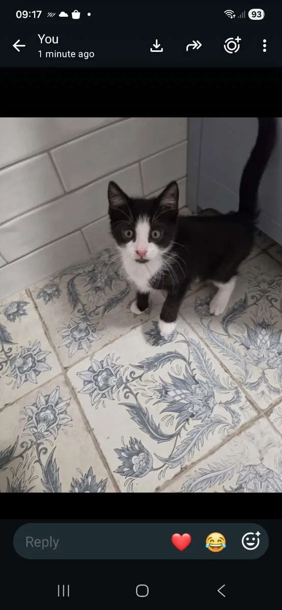 Kittens - Image 4