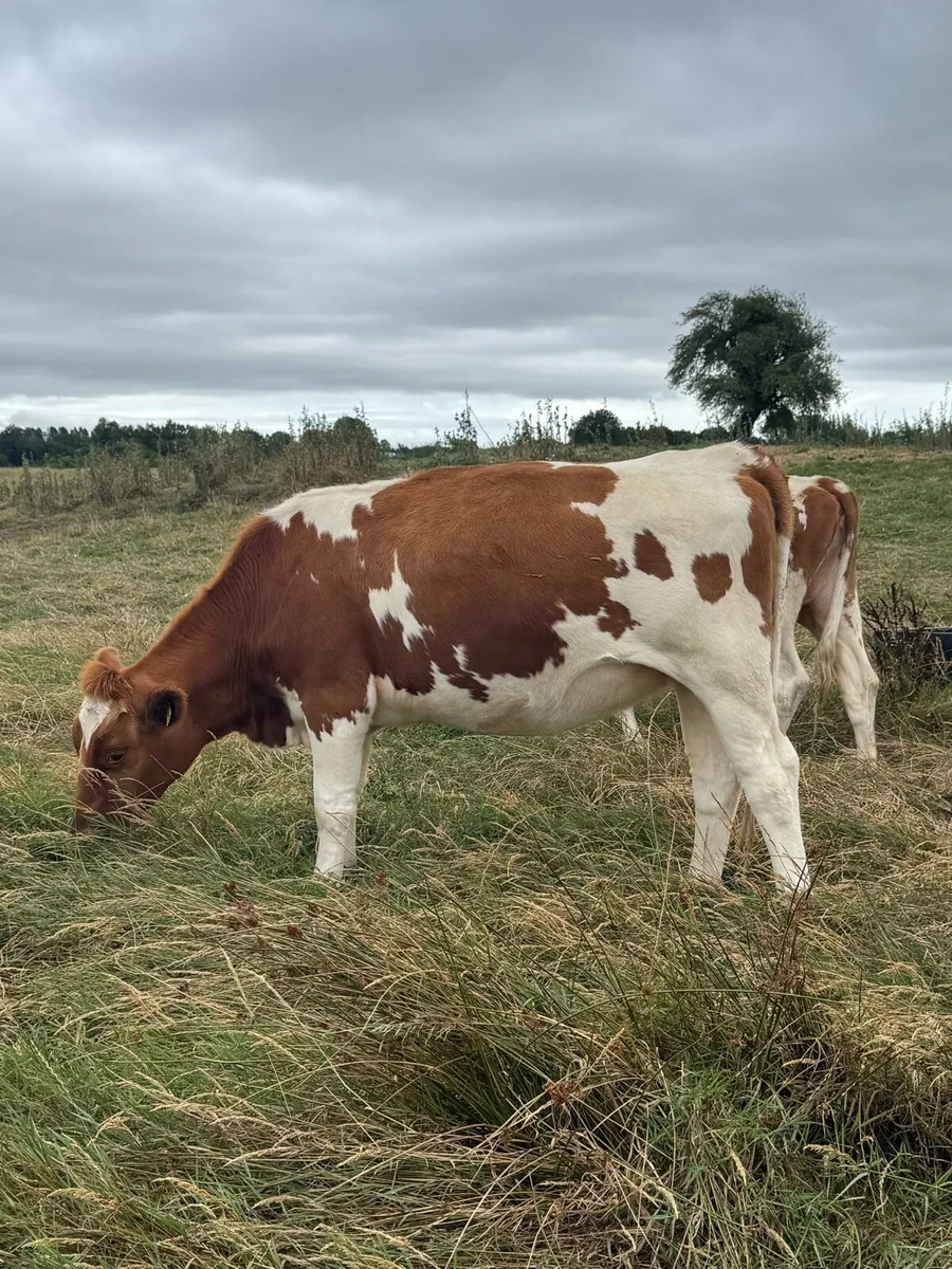 Purebred Rotbunt incalf heifers - Image 3