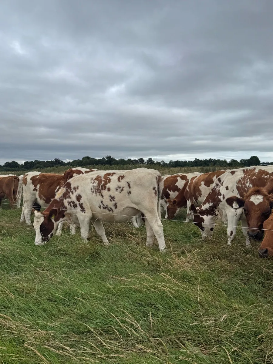 Purebred Rotbunt incalf heifers - Image 4