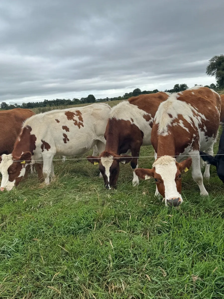 Purebred Rotbunt incalf heifers - Image 1