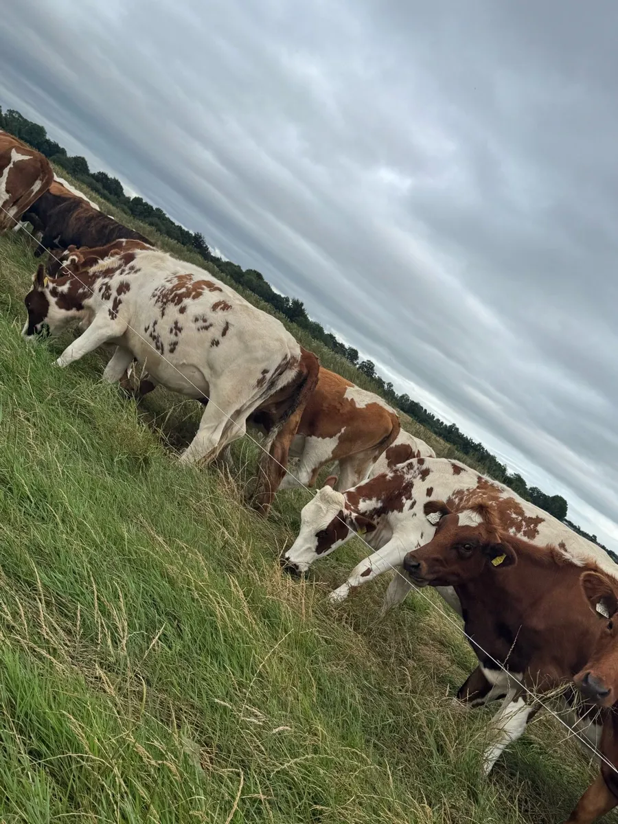 Purebred Rotbunt incalf heifers - Image 2