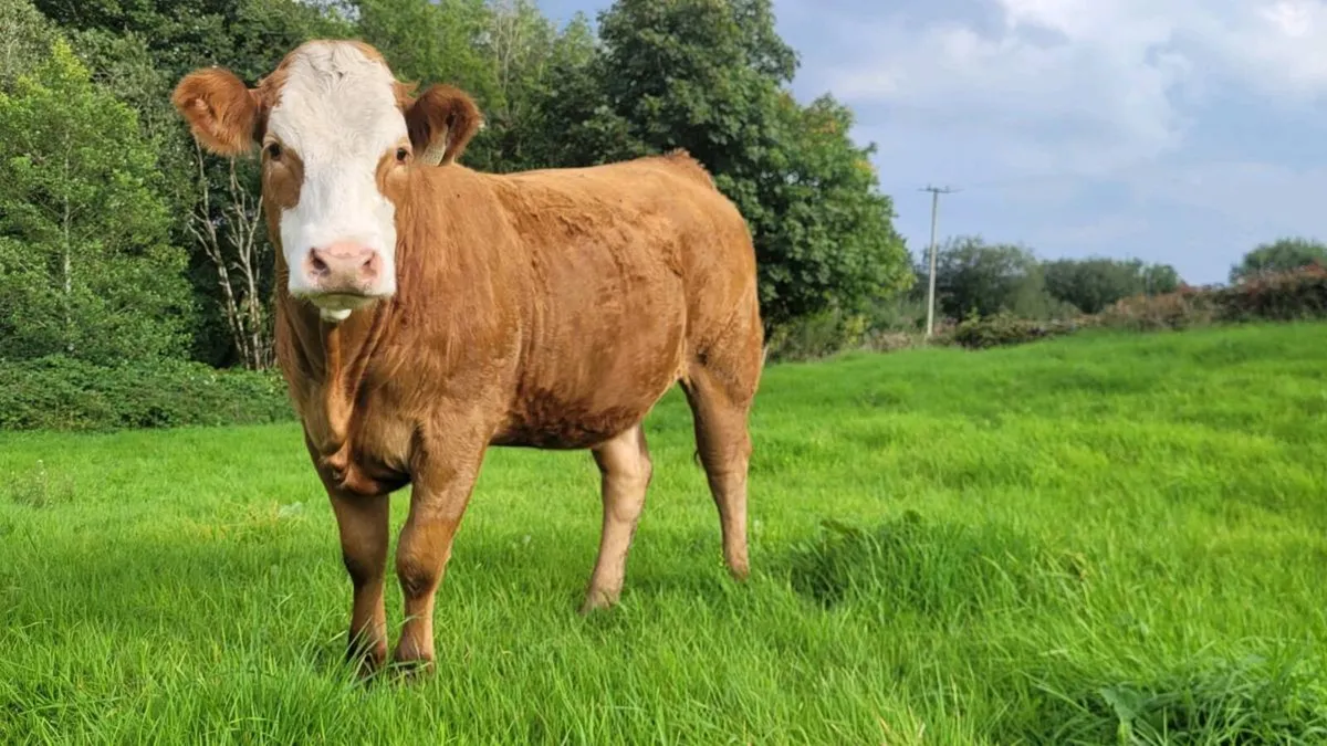 Limousine Heifer A.I bred - Image 1