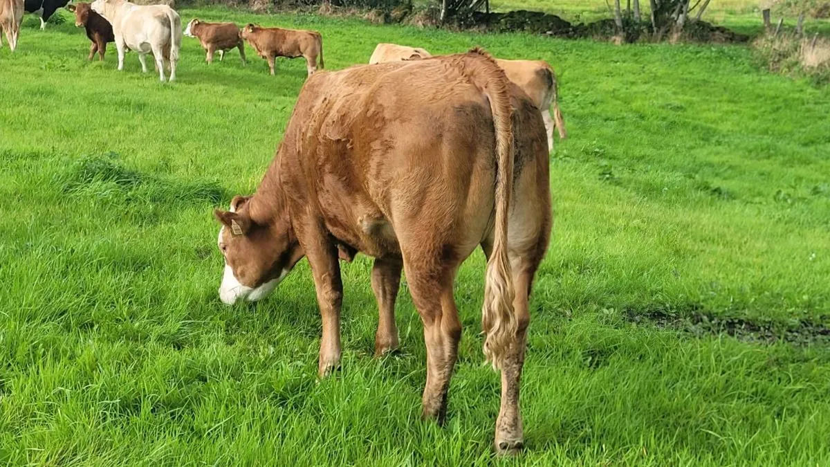 Limousine Heifer A.I bred - Image 2