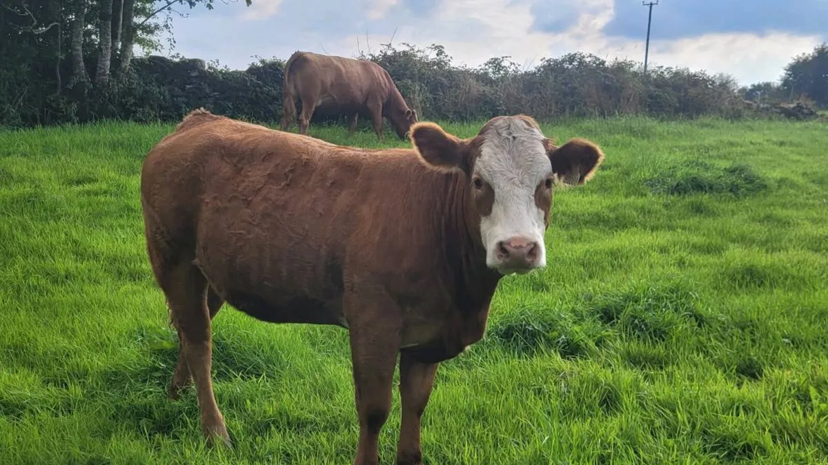 Limousine Heifer A.I bred - Image 3
