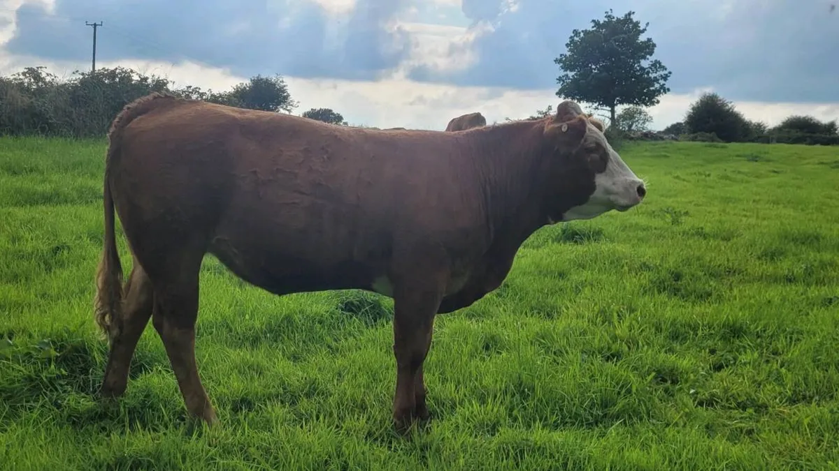 Limousine Heifer A.I bred - Image 4