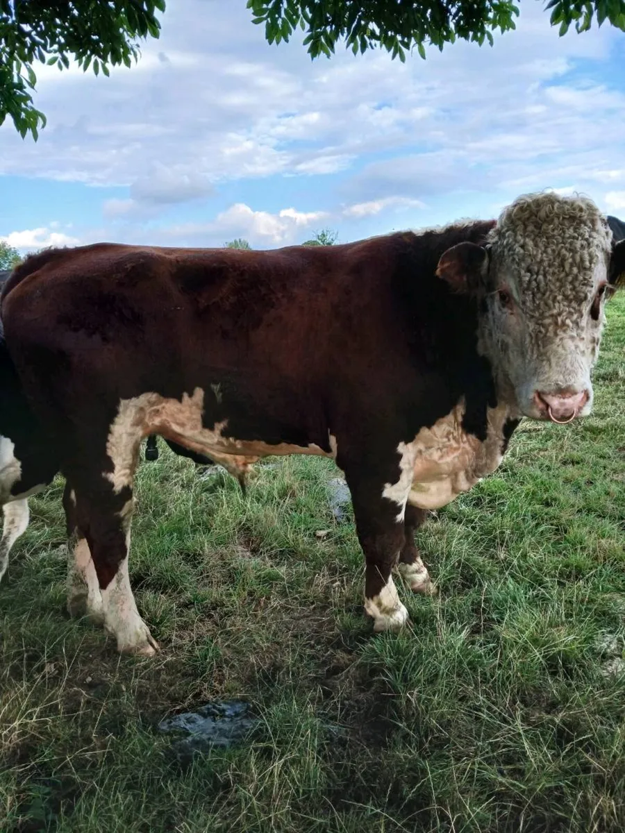 Bull - Image 1