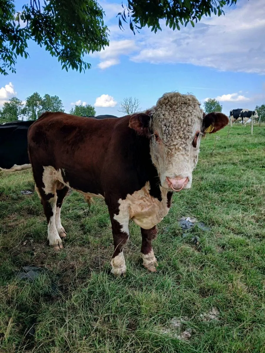 Bull - Image 2