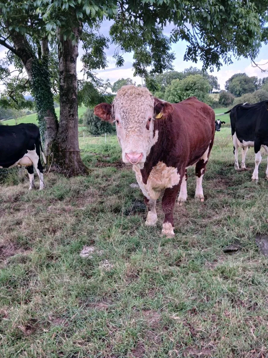 Bull - Image 3