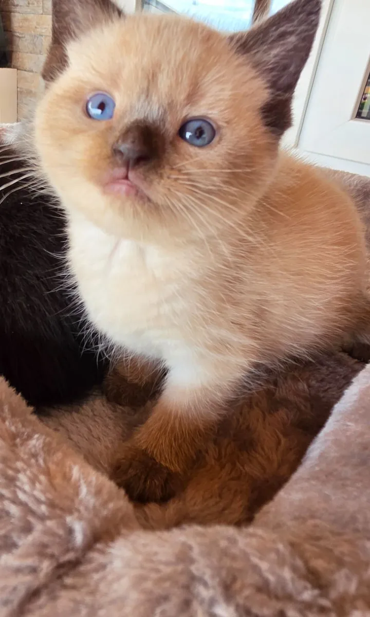 Crossbreed of Rusian blue and Ragdoll kitten - Image 2