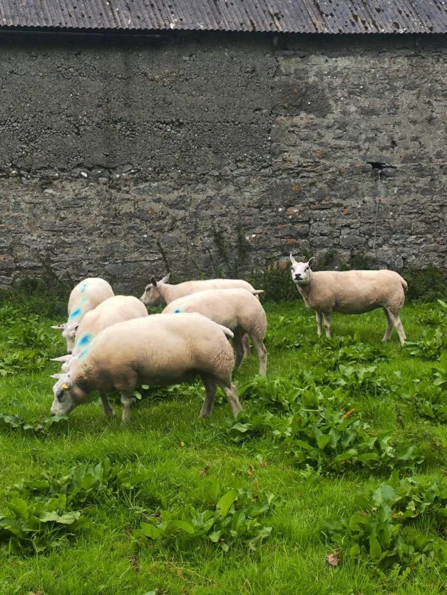 pedigree beltex ewes and ewe hoggets for sale - Image 2