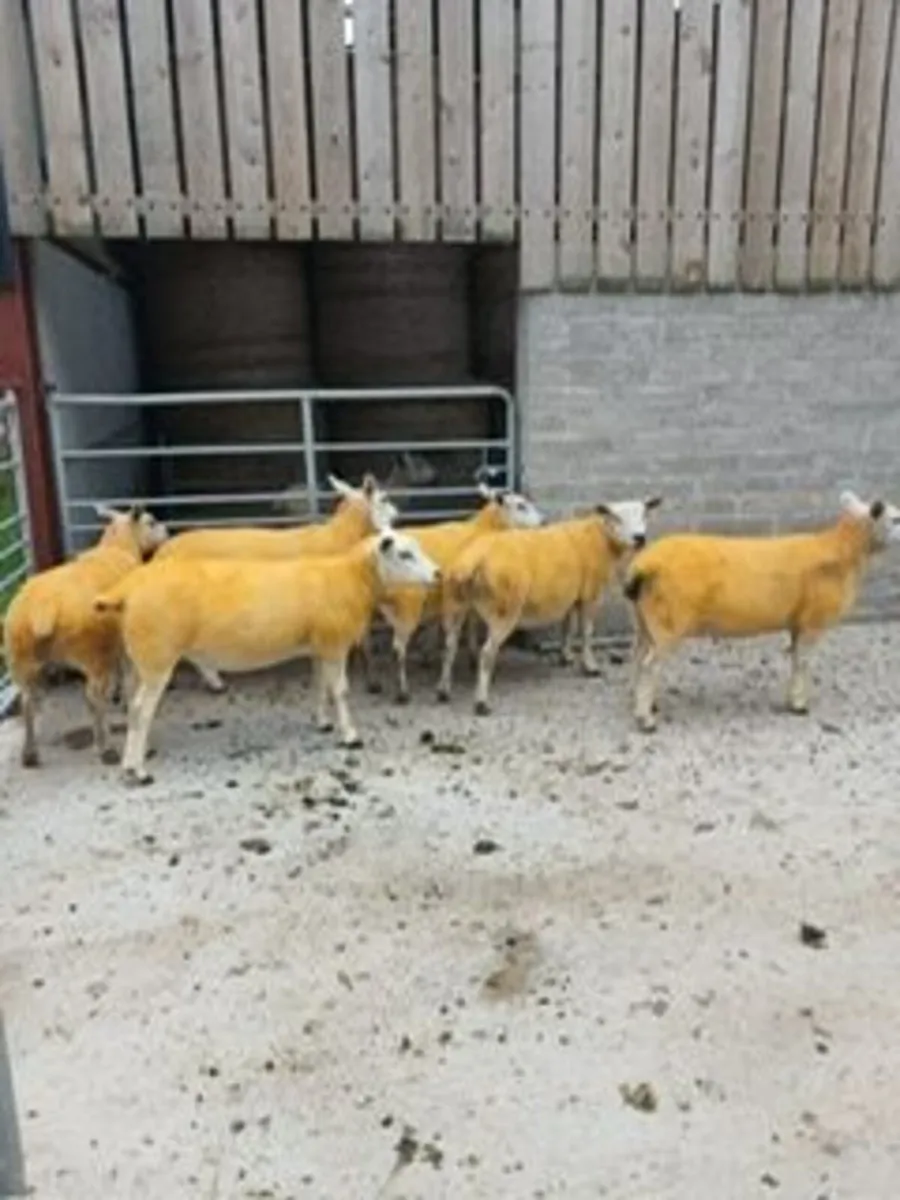 TEXEL HOGGETS