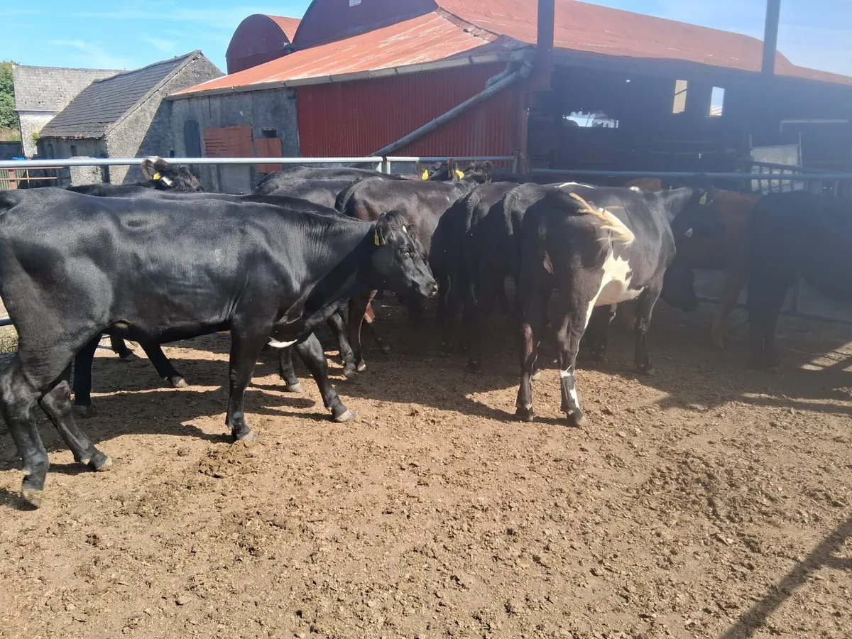 LM and SH Heifers for sale - Image 1