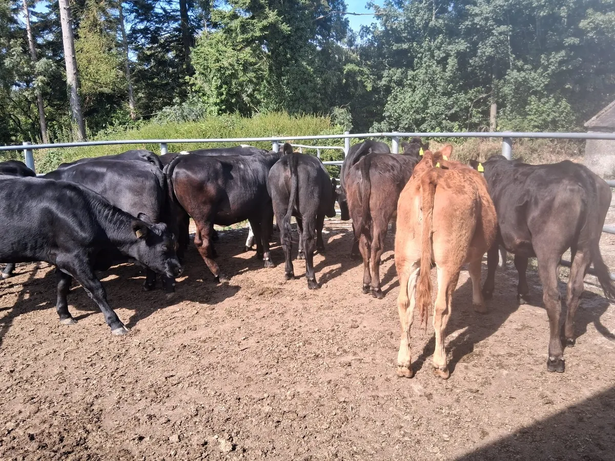 LM and SH Heifers for sale - Image 2