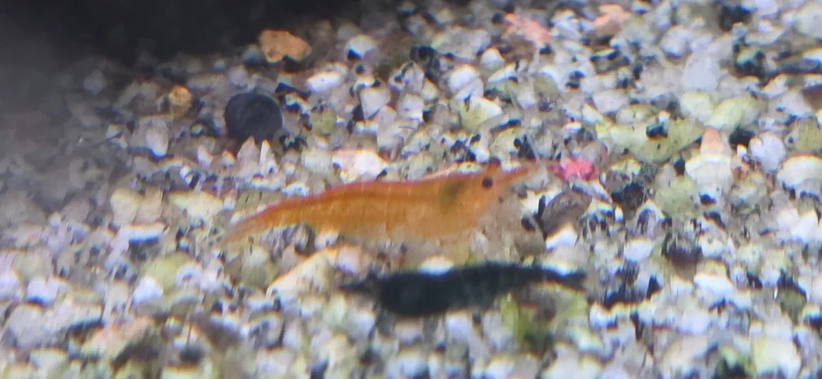 Aquarium shrimps of different colors - Image 1
