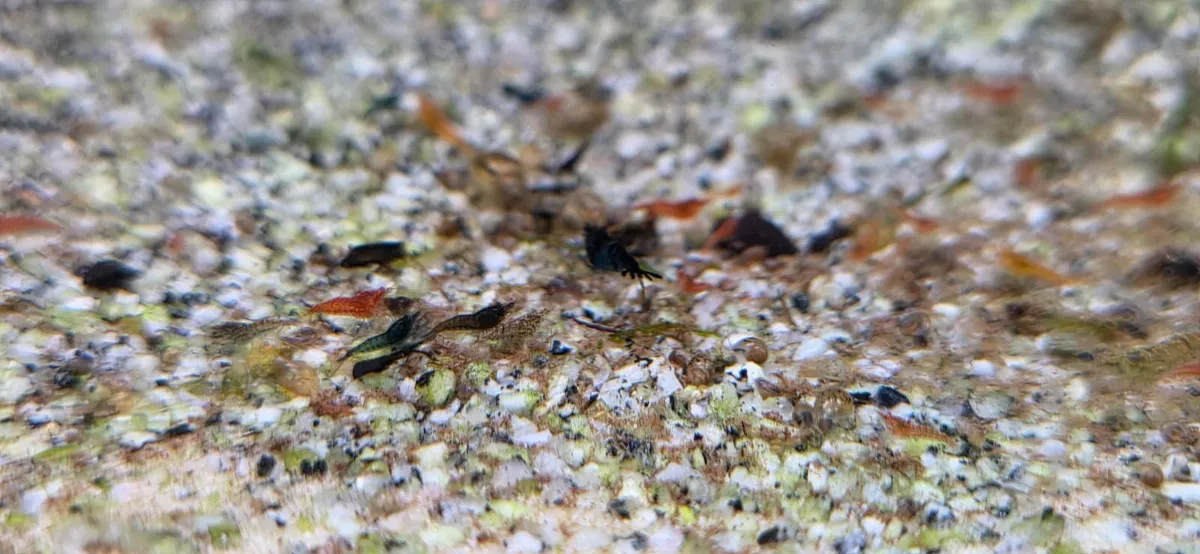 Aquarium shrimps of different colors - Image 2