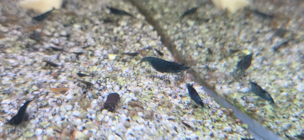 Aquarium shrimps of different colors - Image 3