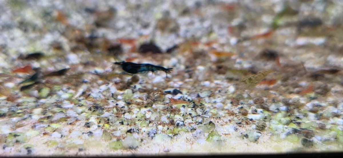 Aquarium shrimps of different colors - Image 4