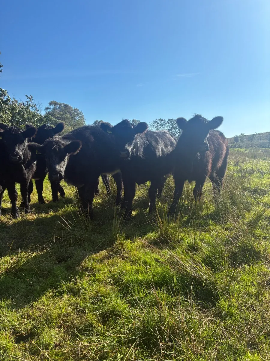 Shorthorn Heifers - Image 2