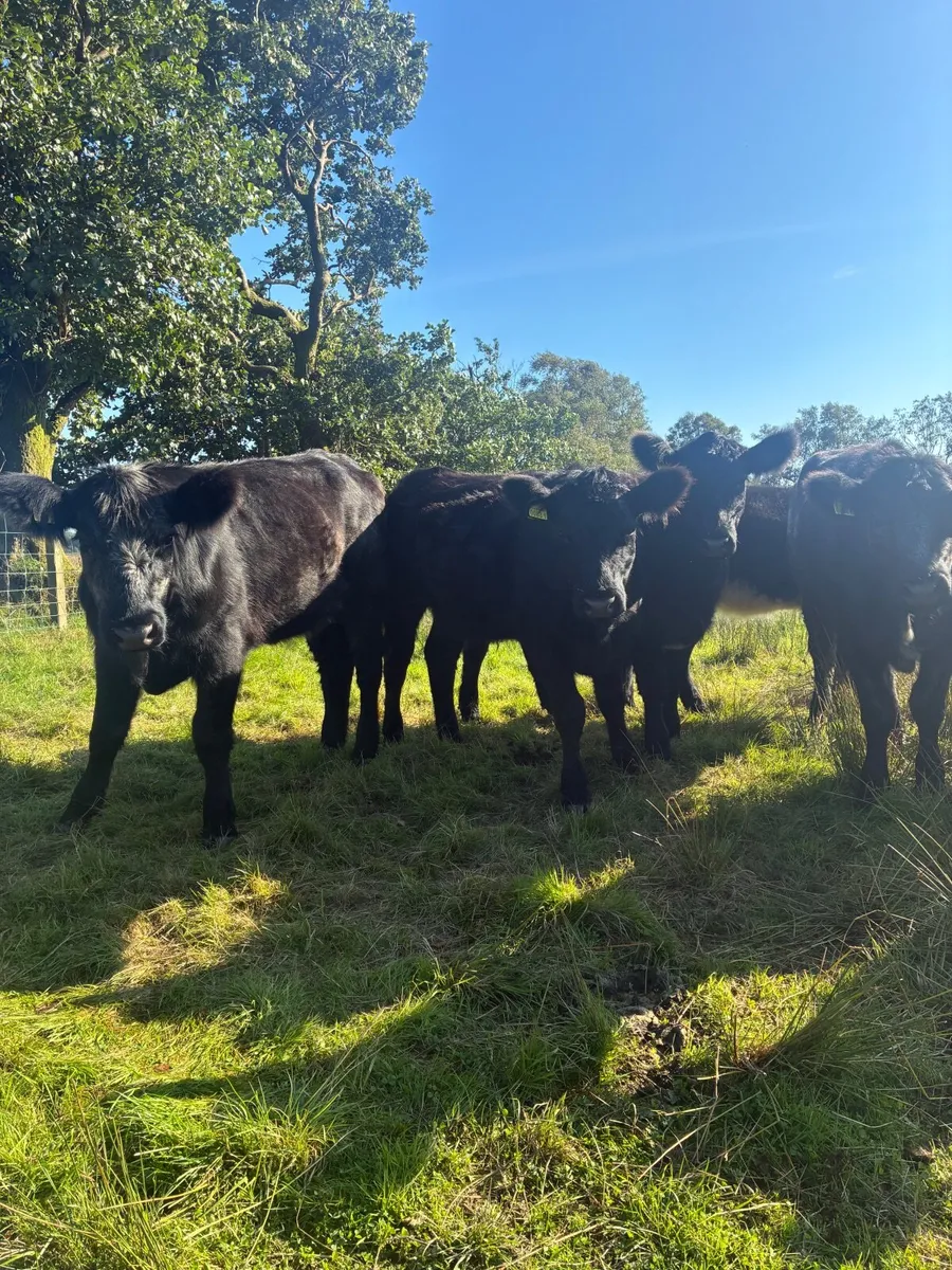Shorthorn Heifers - Image 3