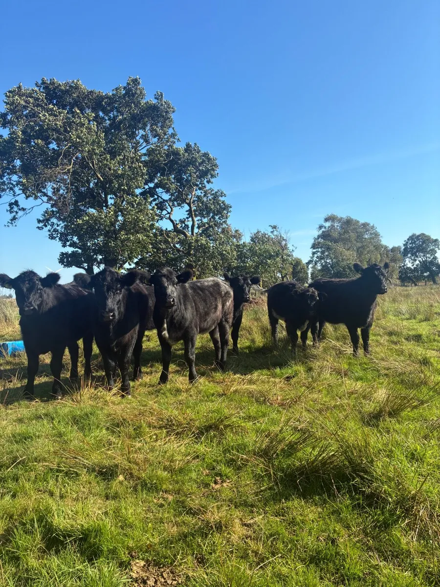 Shorthorn Heifers - Image 1