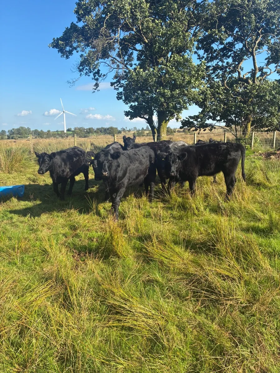 Shorthorn Heifers - Image 4