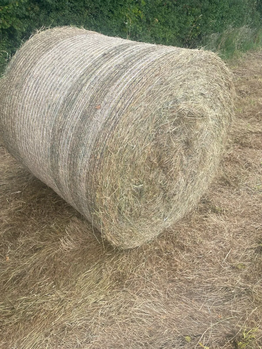 Cattle hay 4x4 - Image 1