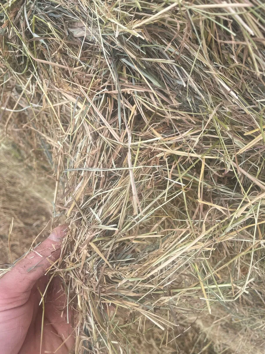 Cattle hay 4x4 - Image 2