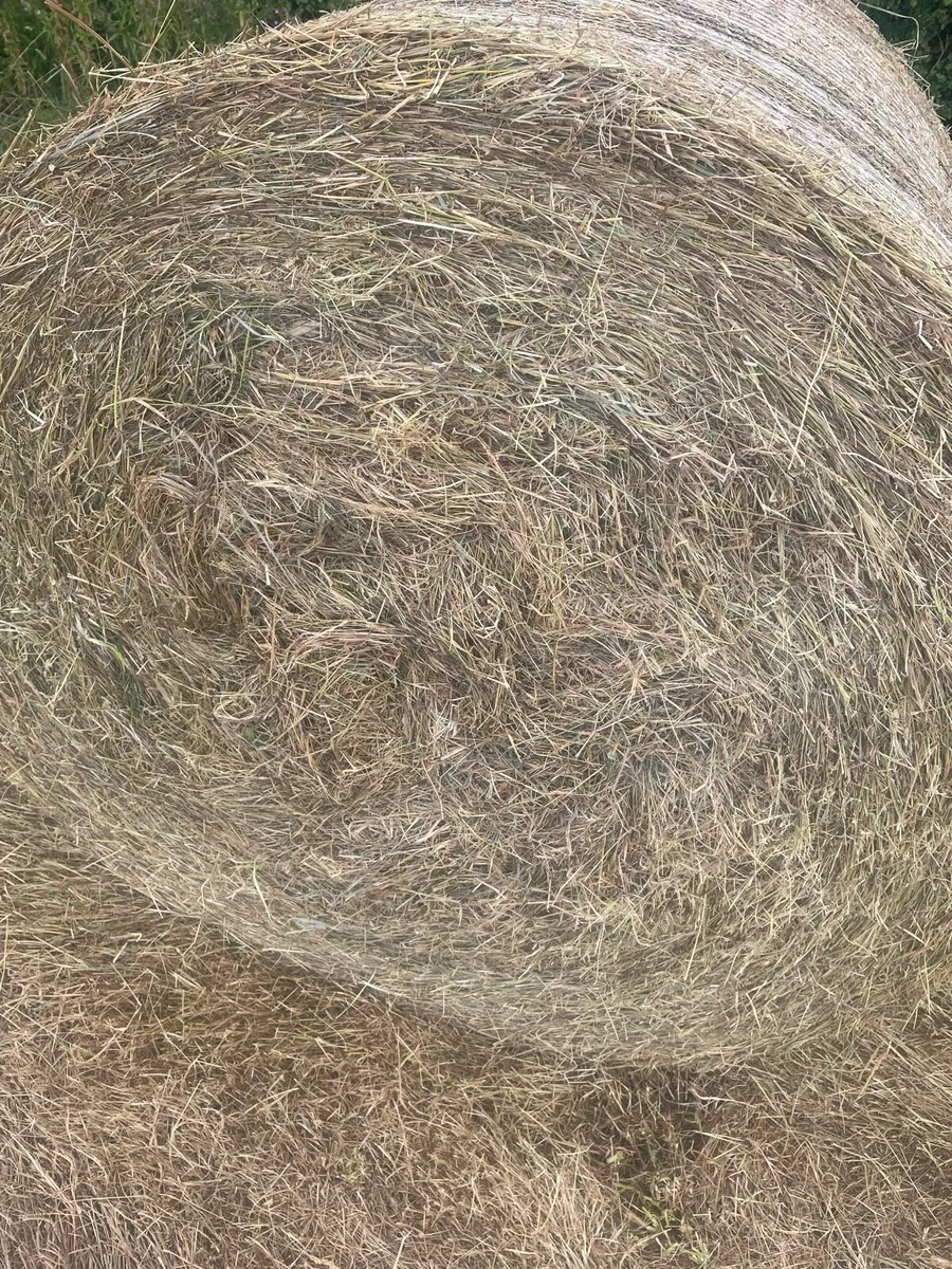 Cattle hay 4x4 - Image 3