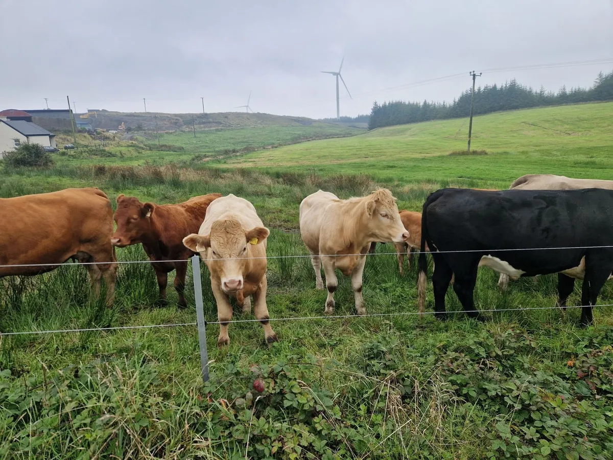 Organic bullocks for sale - Image 2