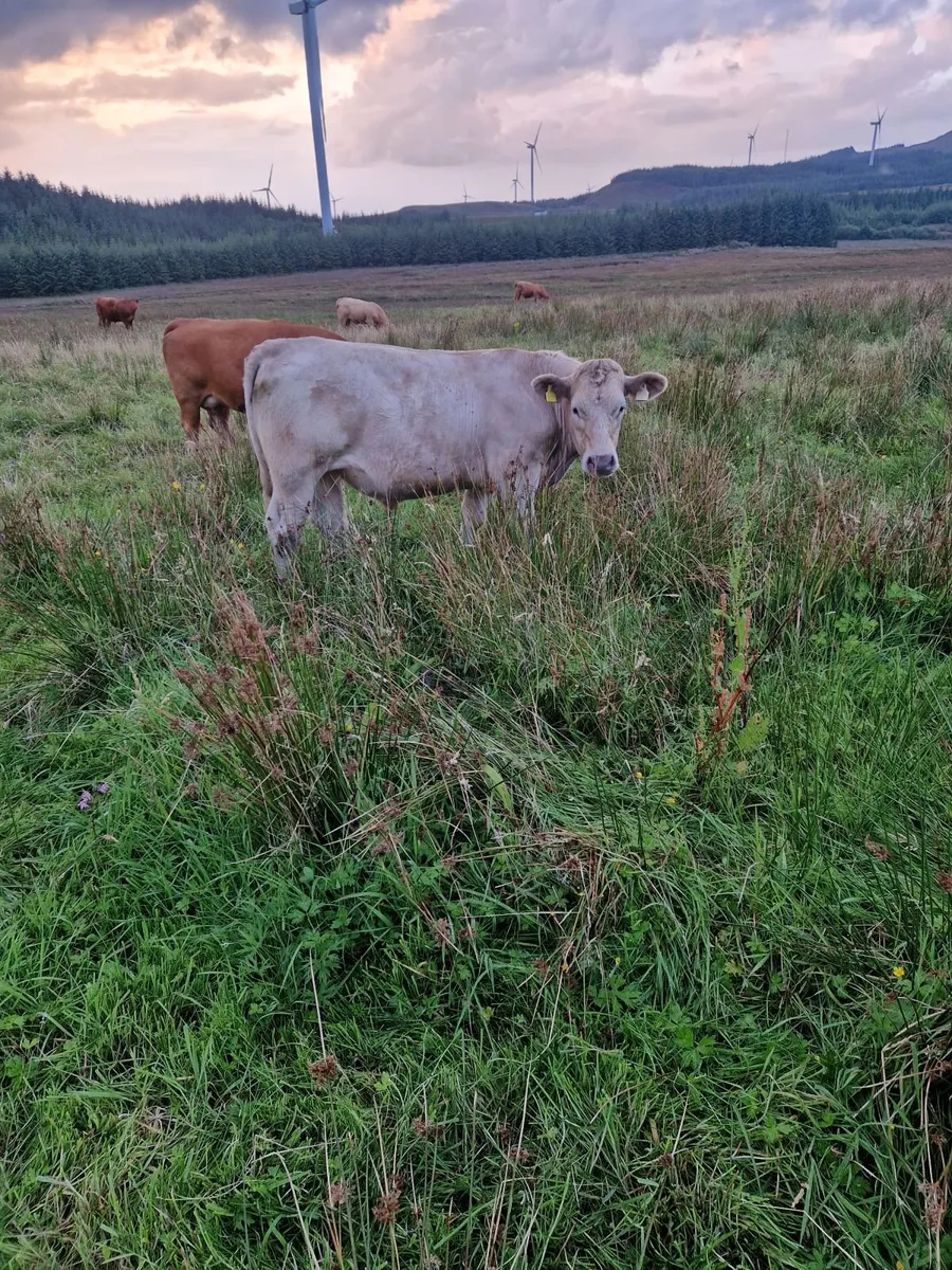 Organic bullocks for sale - Image 3