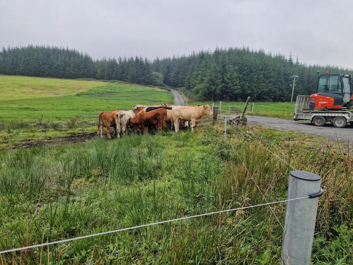 Organic bullocks for sale - Image 4
