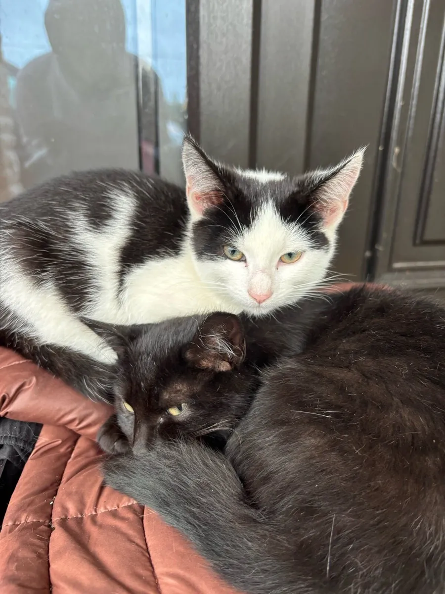 4 Kittens - Image 1