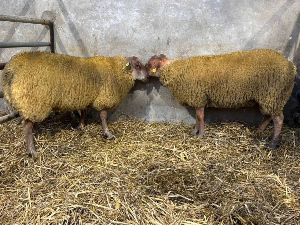 PBR rouge ram lambs and routex - Image 3