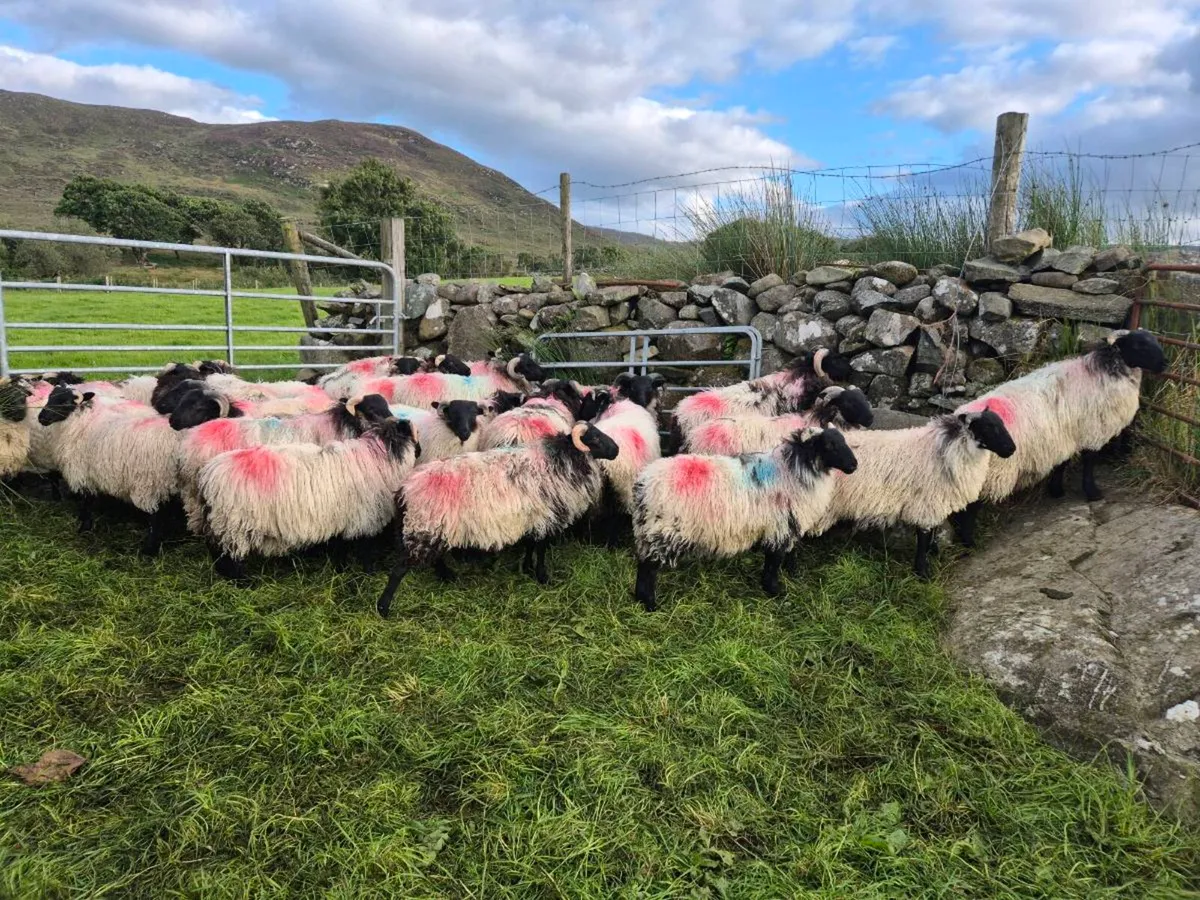 Blackface horn ram lambs