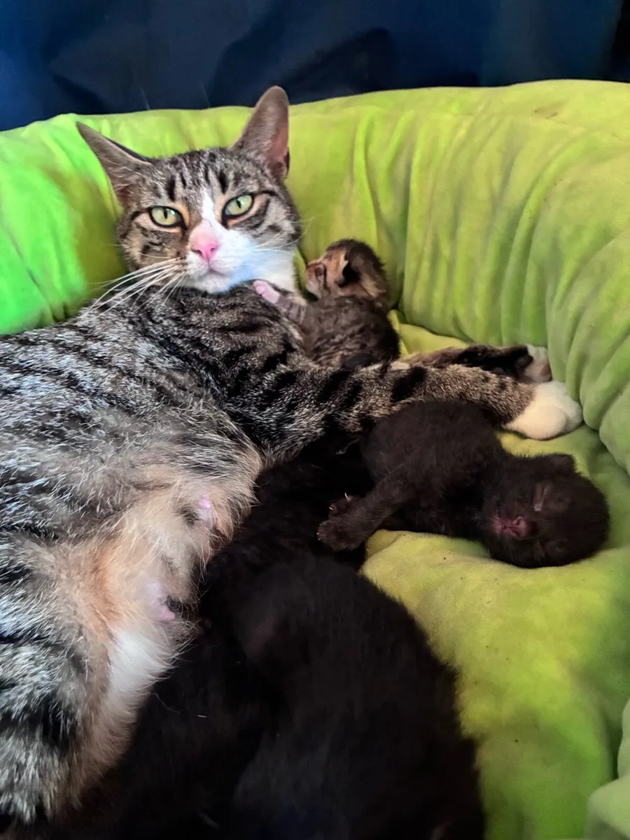 Kitten - Image 3