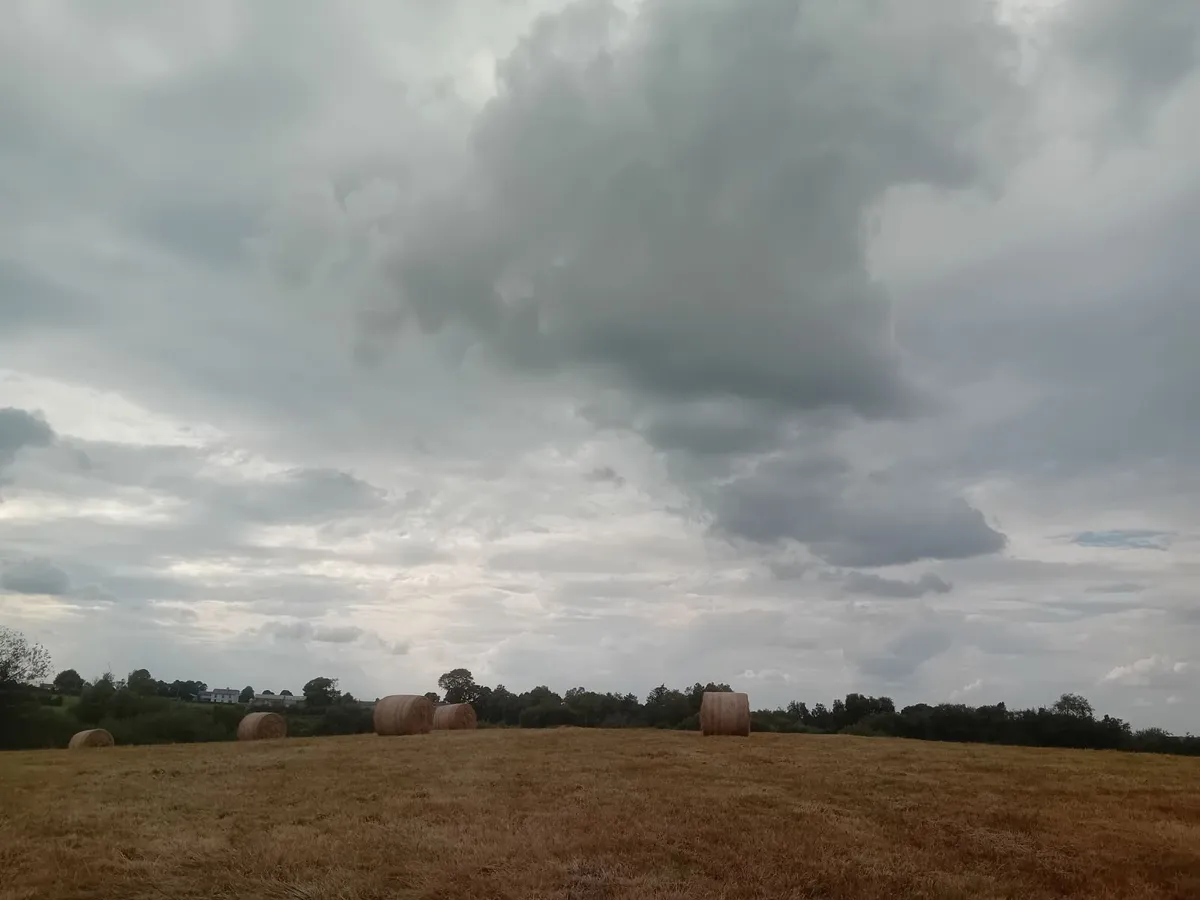 Organic Hay For Sale - Image 2