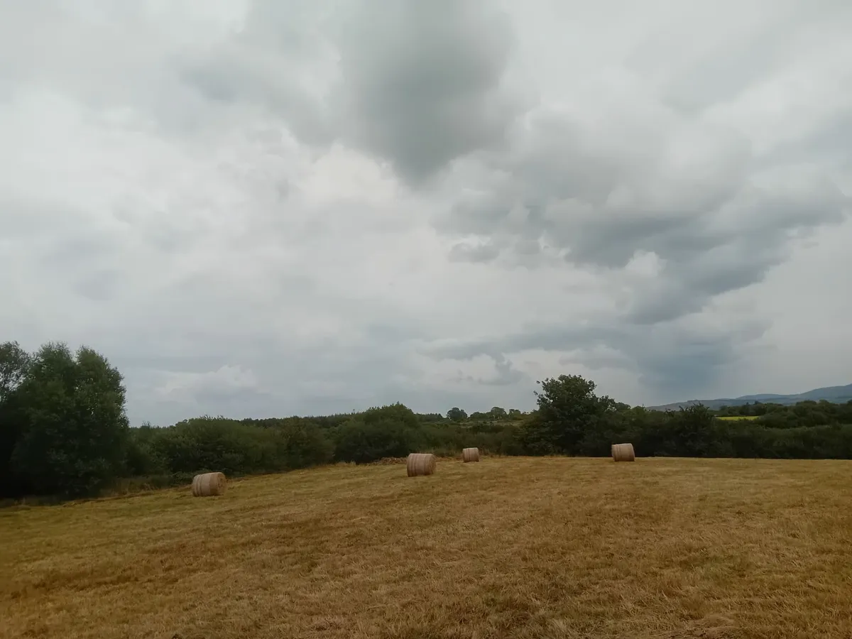 Organic Hay For Sale - Image 4