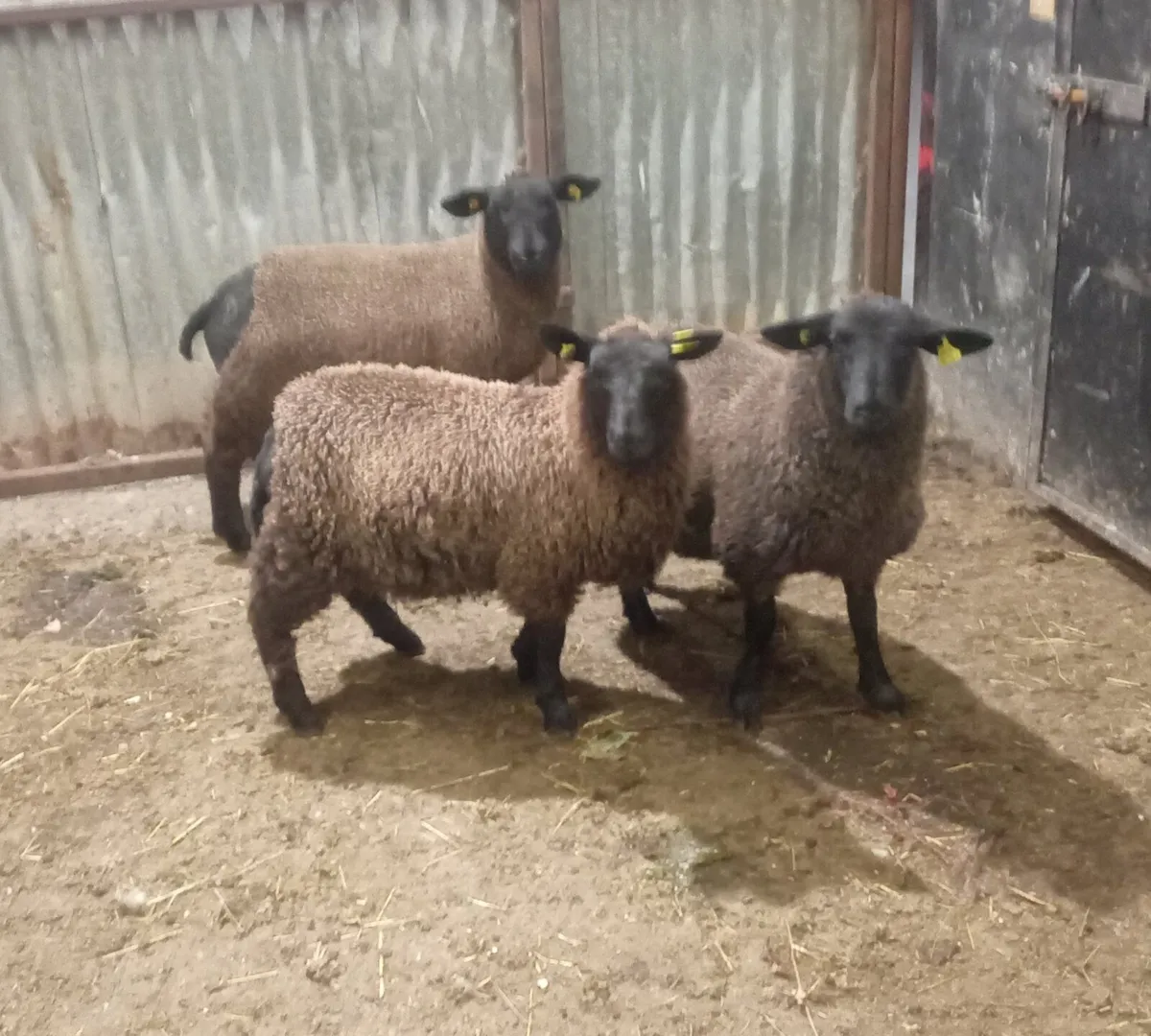BLACK LOWLAND EWE LAMBS