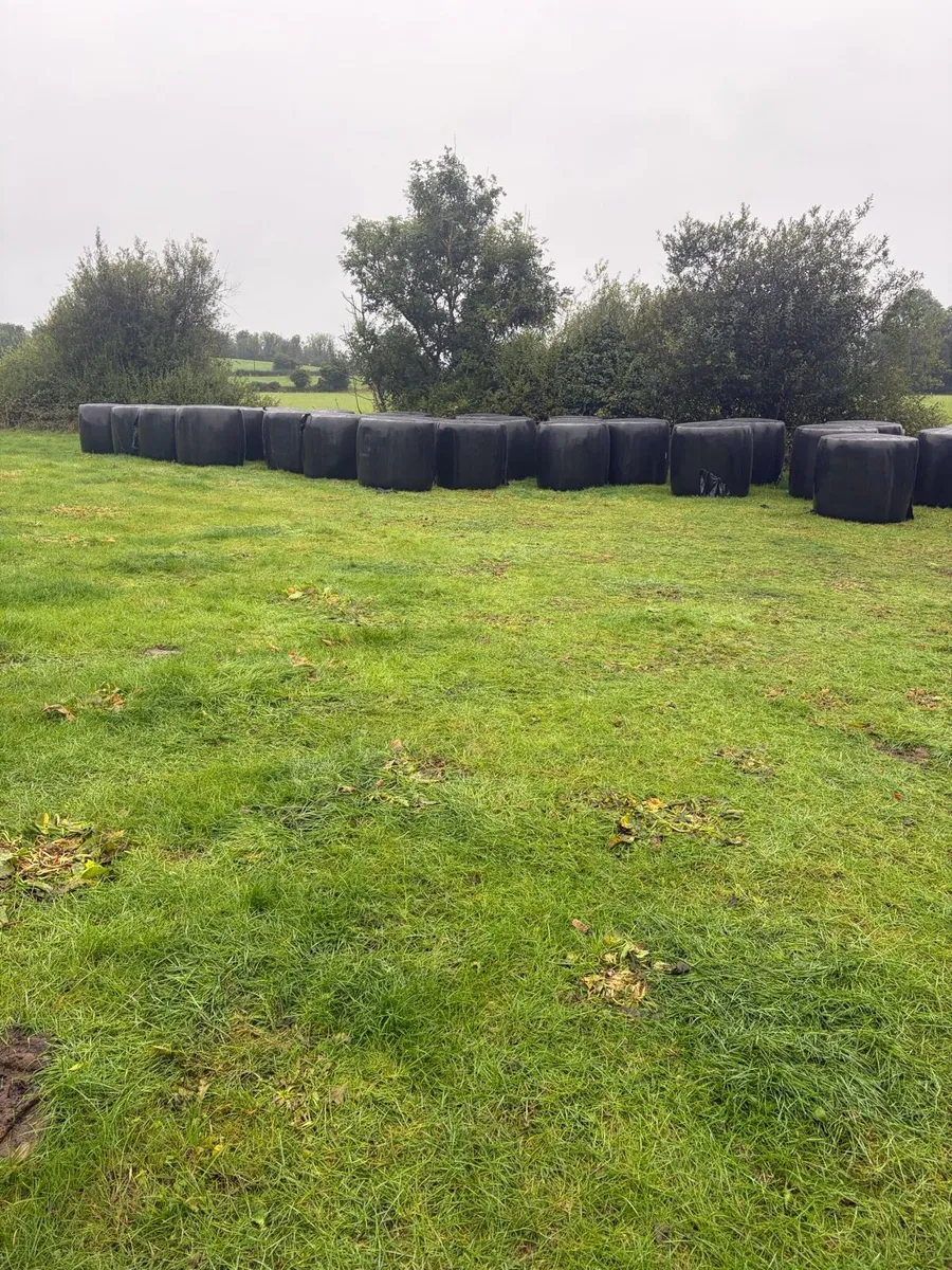 Bales of silage - Image 1