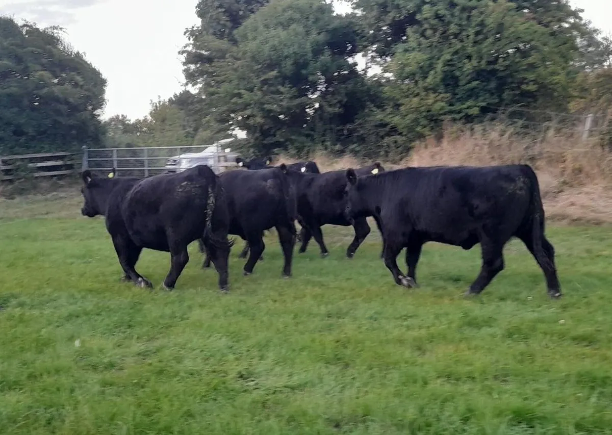 Pedigree Angus Heifers - 5 star - Image 2