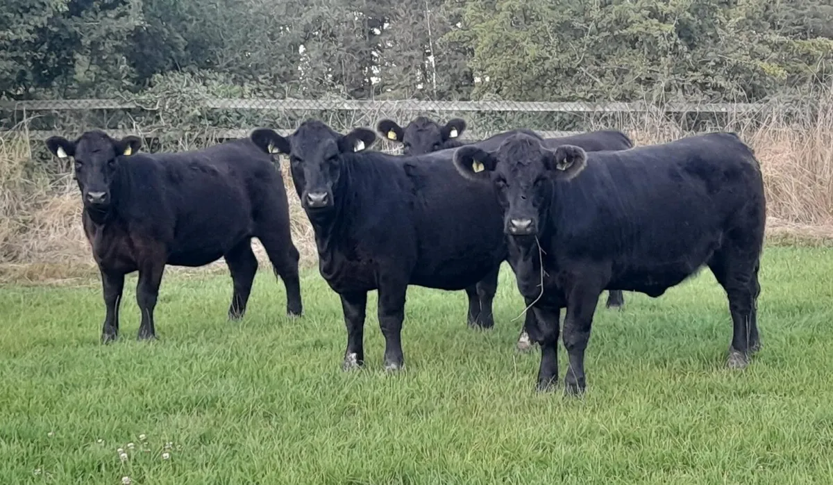 Pedigree Angus Heifers - 5 star - Image 1