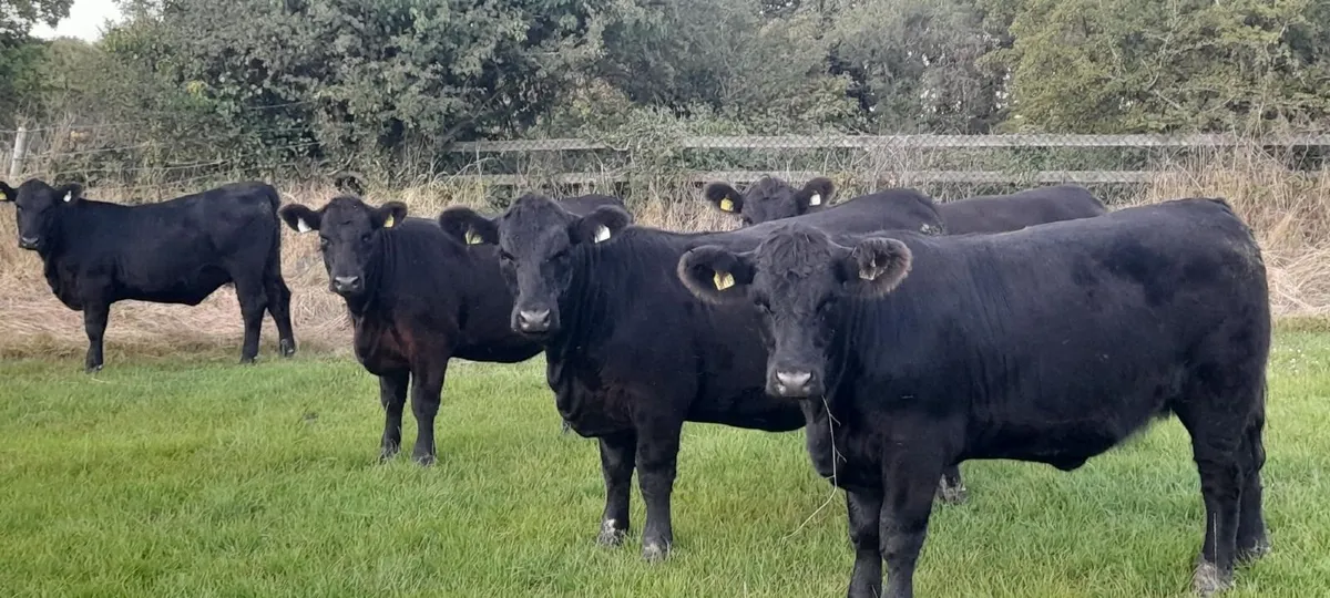 Pedigree Angus Heifers - 5 star - Image 3