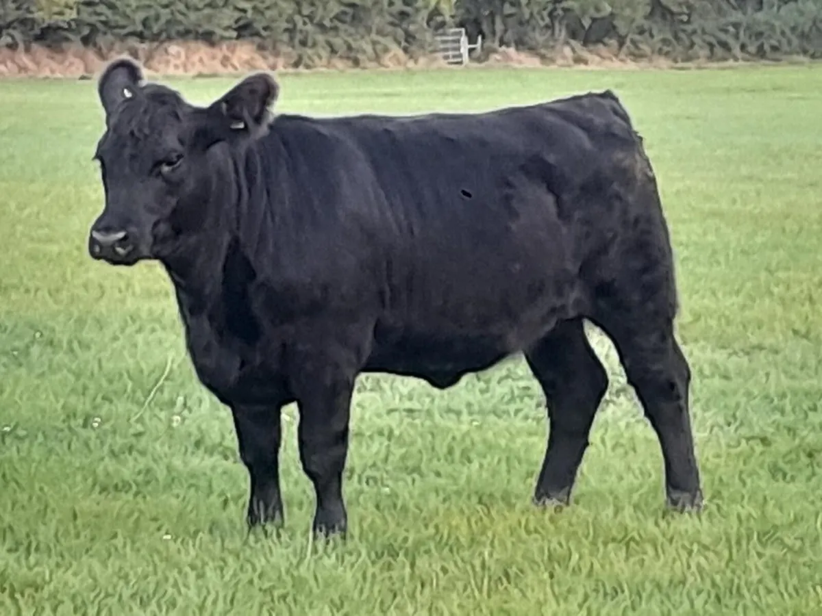 Pedigree Angus Heifers - 5 star - Image 4